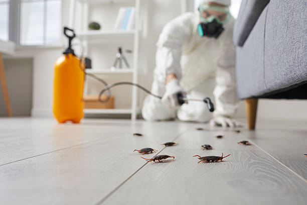 Commercial Kitchen Cockroach Control in Hopwood